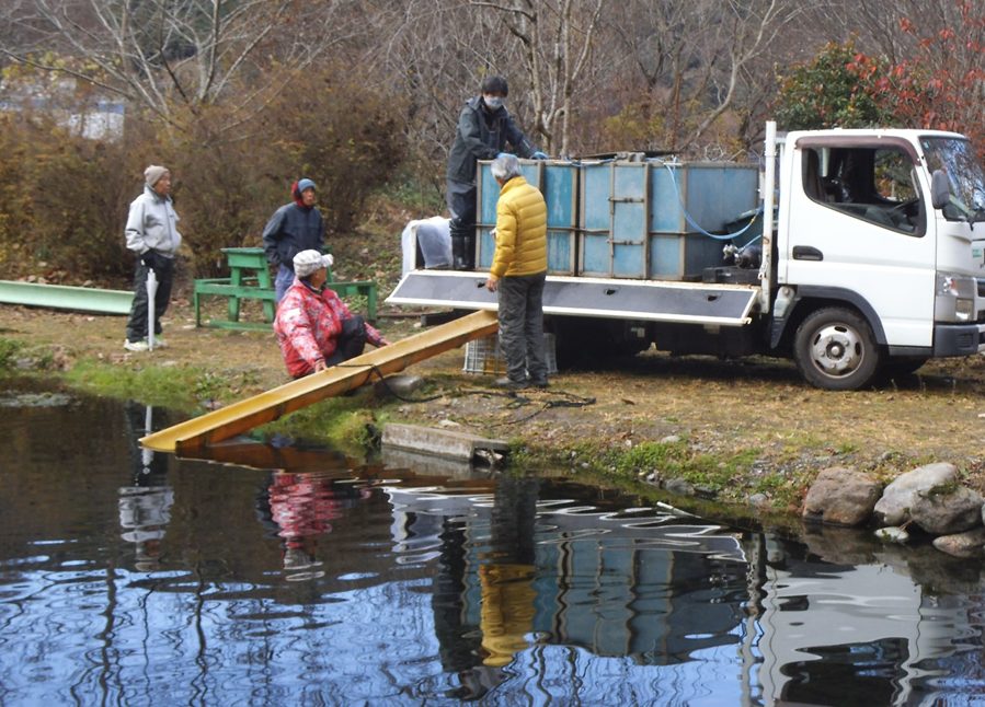 へらぶな釣り場にふな放流